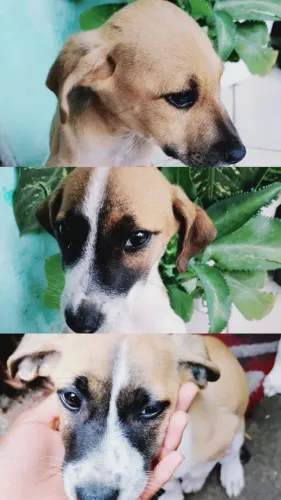 Cachorros filhotes pra doação
