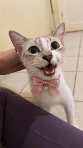 Adoçao gata fêmea