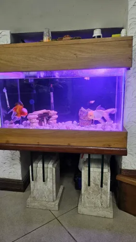 Aquário completo 100L