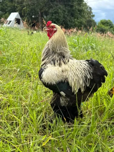 Galo Brahma Dark | Reprodutor