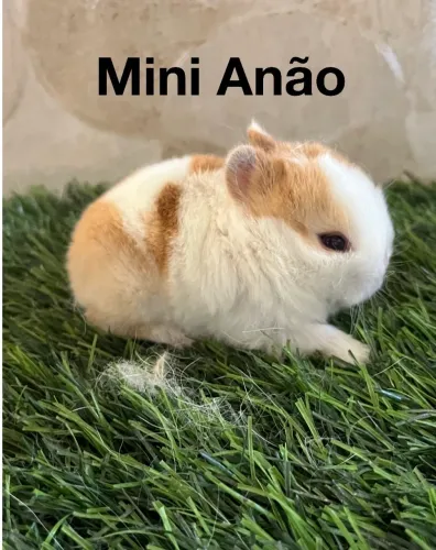 Mini anão 
