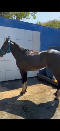 Vendo Cavalo, somente entrar em contato interessados 