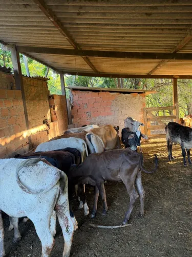 Bezerros, Bezerras , Vacas Novilhas Boi