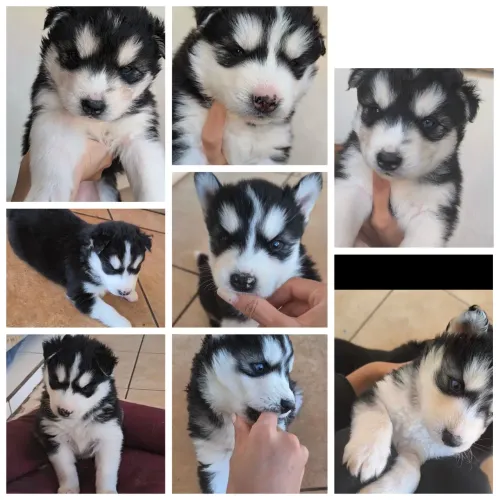 Husky siberianos disponíveis