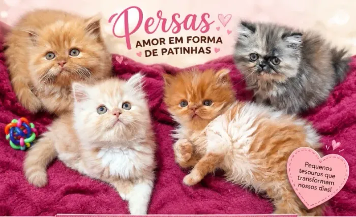 Gatinhos persa