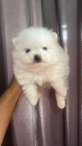 Lulu da pomerania  fêmea chocolate 