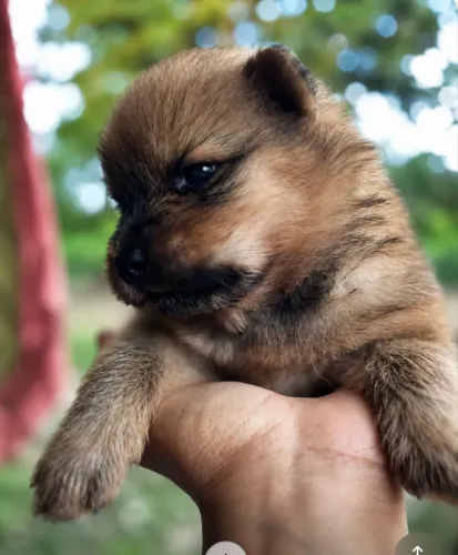 Chow chow 
