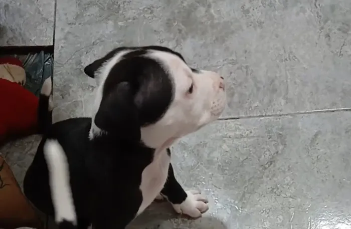 VENDO UM PITMONSTER FÊMEA JÁ VACINADA E VERMIFUGADA 