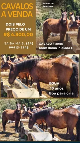Vendo cavalos e éguas