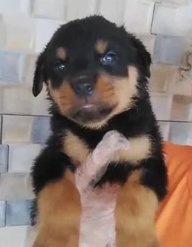 Rottweiler com excelente linhagem