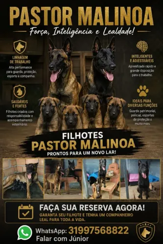 Vendo filhotes de Pastor Malinois