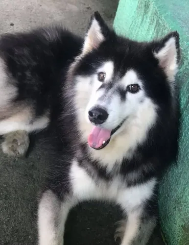 DOA-SE HUSKY SIBERIANO