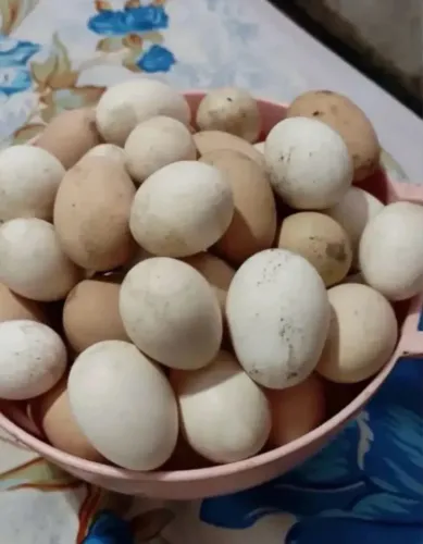 Ovos caipiras de pata e galinhas 