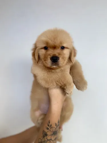 Golden Retriever