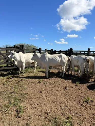 Nelore puro, Novilhas e Vacas Prenhas, previsão parto Janeiro/fevereiro