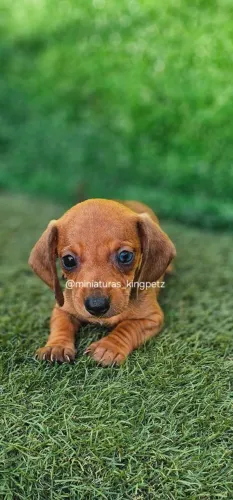 Fêmea Dachshund Red Arlequim olhos azul possível kaninchen ( menor padrão da raça )