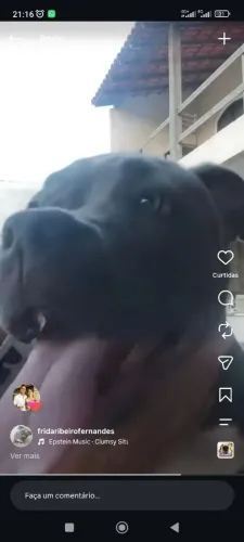 Adoção American bullying fêmea adulta com pedigree
