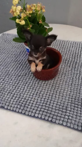 Chihuahua