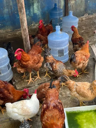 Galo e galinhas