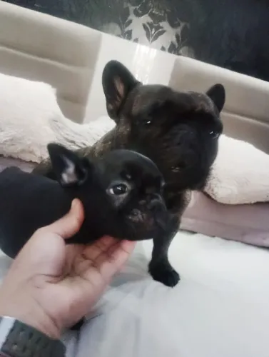 Filhote de buldogue francês