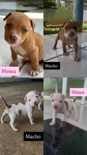 Pitbull 