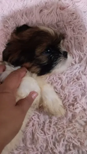 Cachorro Shitzu