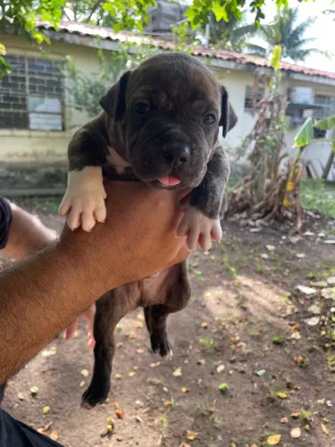 Filhotes de Pitmonster