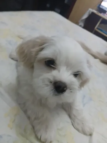 Lhza Apso lindo machinho com 50 dias!