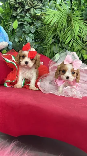 Cavalier king garanta já o seu