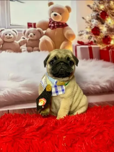 Pug,Pug Filhote Disponível Alta Qualidade