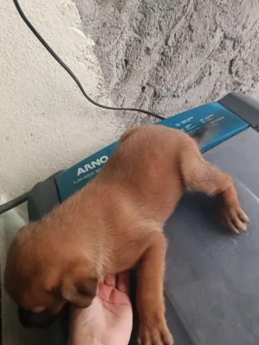 Doando filhotes de cachorro