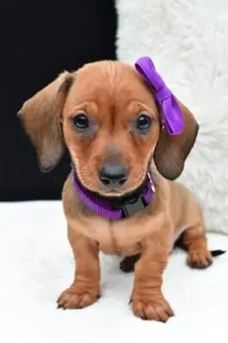 Linda filhote de daschound fêmea 
