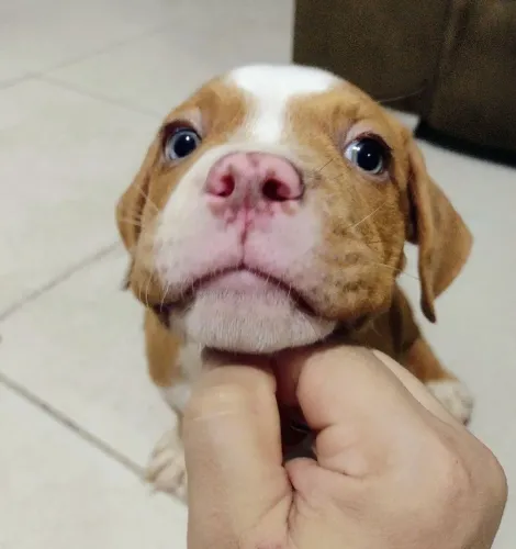 Pitbull Bully Exótic Merle