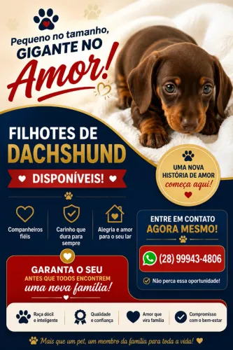 Cachorro