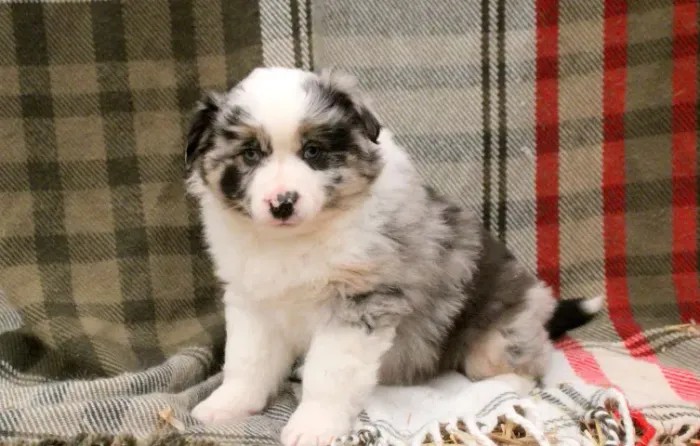 Não perca! Filhotes de Border Collie disponíveis - Chama no WhatsApp agora!
