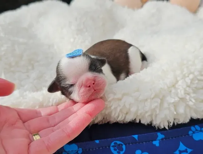 Shihtzu, fêmeas e machos com pelagens belíssimas. Canil legalizado. Em até 12x no cartão. 