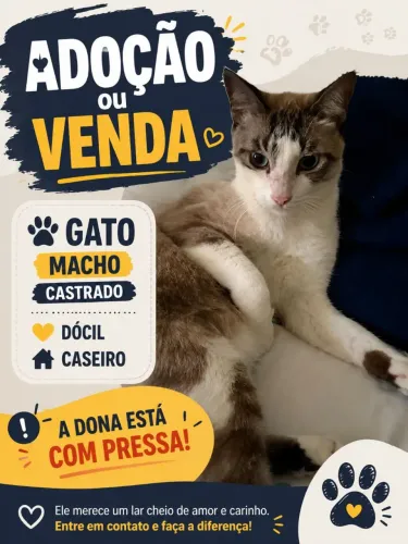 Gato para vender ou doação 