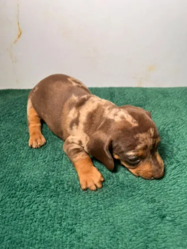 Dachshund (salsichinha)