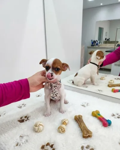 Mini Pinscher Imperdível