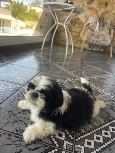 Apenas MACHO!!!