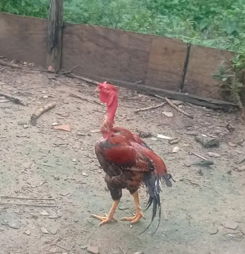 Galo caipira pescoço pelado