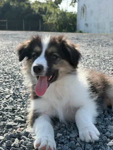 Border Collie 2 meses