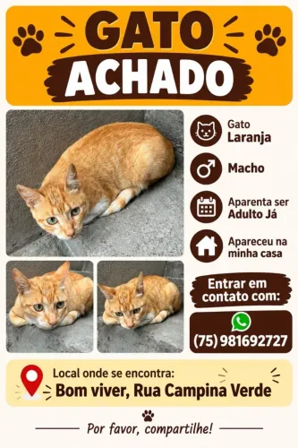 GATO PRA ADOÇÃO