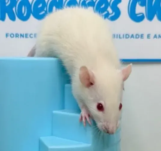 Rato Twister macho