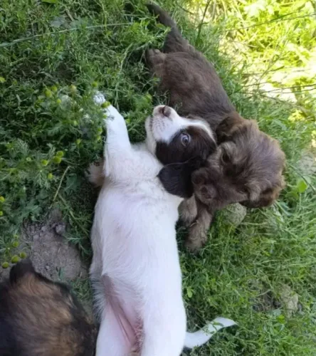 Macho bem peludo