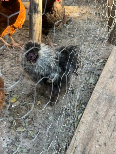 Troco galo japonês sedoso, por uma galinha japonesa sedosa.
