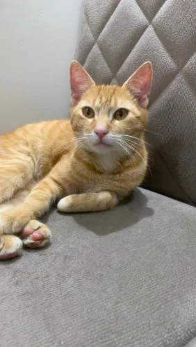 Doa-se gato