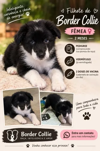 Filhote de Border Collie