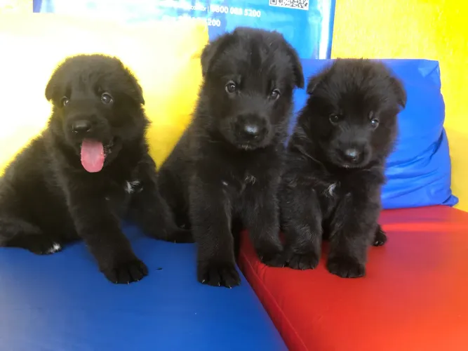 Filhotes pastor alemão