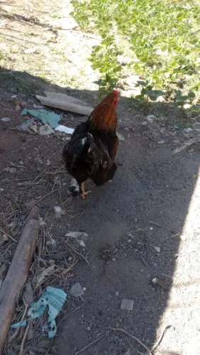 Galo Brahama 